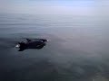 Porpoises at St. Marks Porpoises at St. Marks