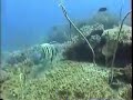Scuba Diving in Pulau Redang, Malaysia