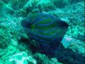 scuba diving in pulau redang malaysia