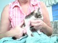 CAOUETTE KITTY CAM DAY #1 CAOUETTE KITTY CAM DAY #1