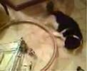 rechi ciclyng cat