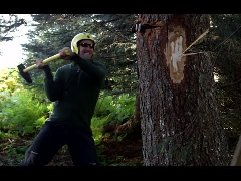 how to fell a tree