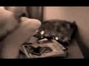 Flattery - Vanessa Hudgens [Preview]
