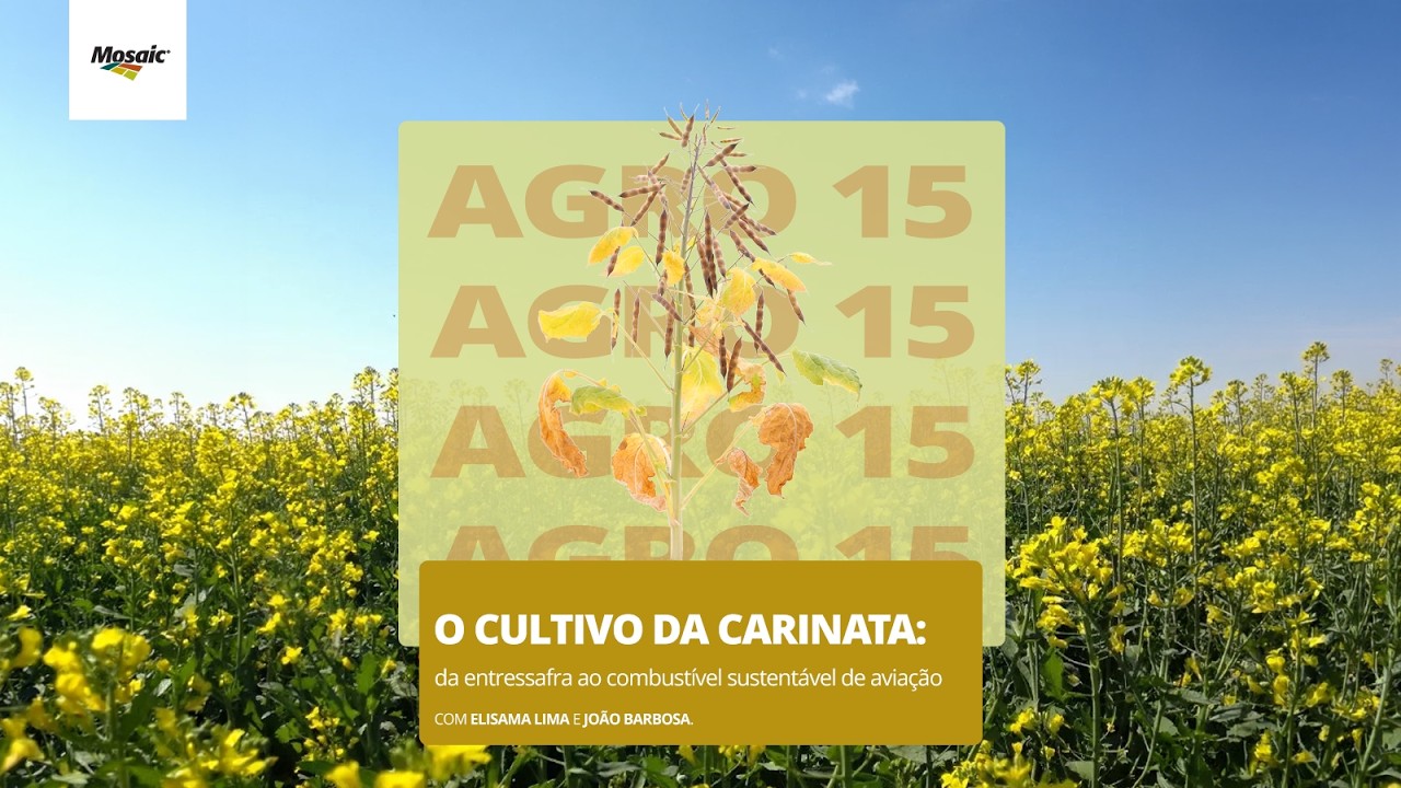 [Agro15] - O Cultivo da Carinata: da Entressafra ao Combustível Sustentável de Aviação