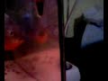 Pygocentrus natteri comiendose un peque�o camaron