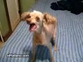 Perro drogado