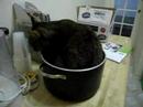My cat loves the pot My cat loves the pot