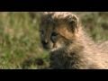 African Cats (Clip 'A Huge Adventure')