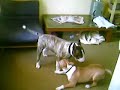 English bull terriers playfighting Bull and Terrier