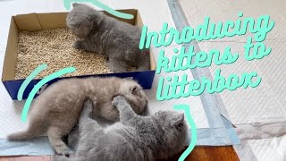 Introducing cute British Shorthair kittens to litter box | litter train
