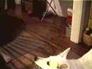 Charlie & Cody playing e Charlie & Cody playing e