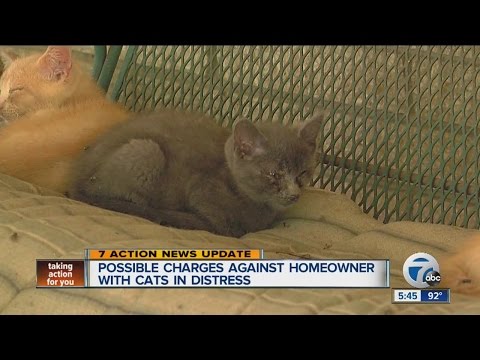 Possible charges against homeowner with cats in distress