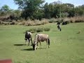 SAFARII! HAHAHAHH