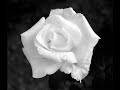 Yann tiersen.wmv