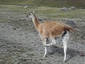 Llama with an itch Llama with an itch