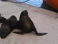 wally y los lobos marinos