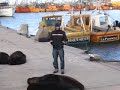 wally y los lobos marinos