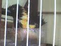 Corrupião ( Icterus jamacaii ) Icterus