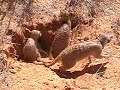 © www.pangolin.li/Kalahari Merkat Project