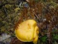 A couple of nice yellow chanterelles A couple of nice yellow chanterelles