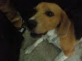 Hey,look at my talented beagle....He is born with the singing instinct and even able to be a good vocal accompaniment for a pianist.Kindly drop down ur comment for my dog,BISCUIT,and so to encourage him to sing more,haha.