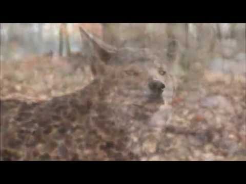 how to locate wolves