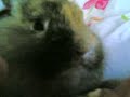 bugs bunny