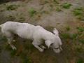 Sami, la Doguita rescatada en Lanus