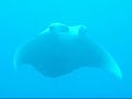 Graceful Manta Ray