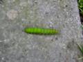 videos de Gasienica. Worm