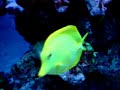 ACUARIO CAMBADOS