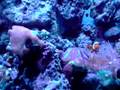 ACUARIO CAMBADOS