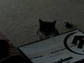 Catman and Robyn