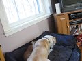 mom and pup enjoying their last few moments