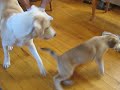 mom and pup enjoying their last few moments