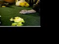 Fritzie the Dachshund Eating Lettuce Fritzie the Dachshund Eating Lettuce