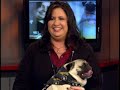 Dog Custody Case :: Part 1 :: It's Your Call with Lynn Doyle