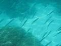 videos de Snorkeling avec les barracudas