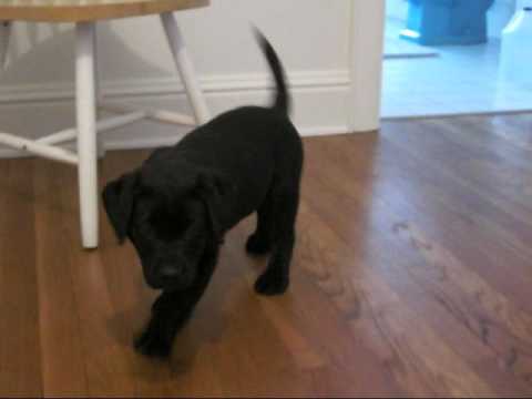 8 week old black lab puppy