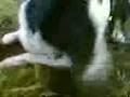 videos de Merlin sucht die Maus