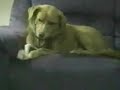 Cachoro idiota