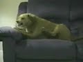 Cachoro idiota