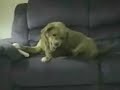 Cachoro idiota