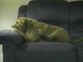 Cachoro idiota