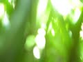 TRex 600 AP Video 2 Comet