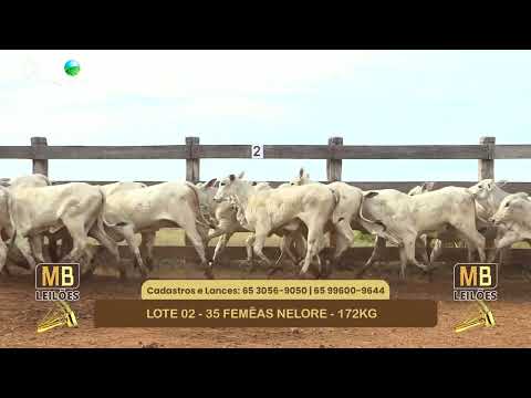 546� LEIL�O VIRTUAL MB LEIL�ES