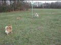 Hundebegegnung mit Beagle