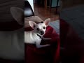 Bandito the singing Chiuhuahua