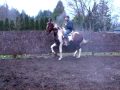 caballo vailador