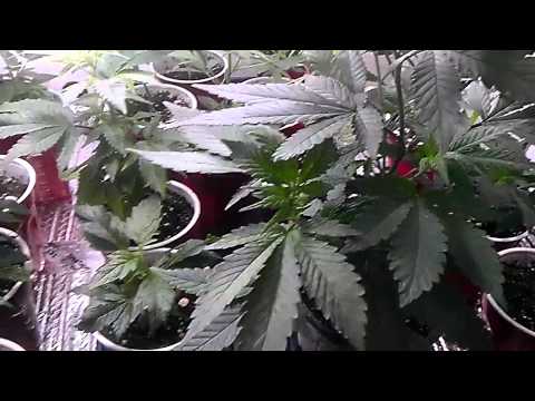 how to grow mmj clones